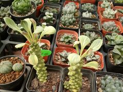 -龙大花卉苗木市场