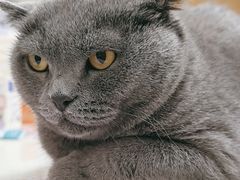 -瑞派康怡24h宠物医院·犬猫医疗中心·微创绝育(瑞景分院)