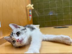 -帕帕拉兹宠物(亚洲旗舰店)