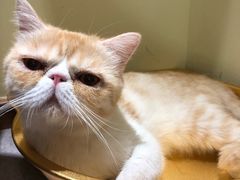 -猫和宫(六道口店)