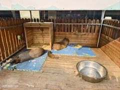 -廊坊固安福朋喜来登酒店