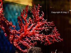 -绮丽珊瑚(台北101旗舰门市店)