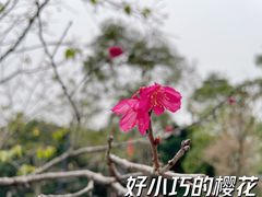 -海珠湖公园