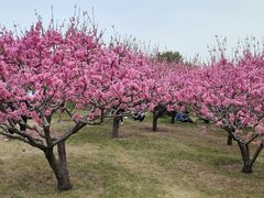 -莲花池公园