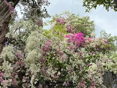 -深圳国际园林花卉博览园