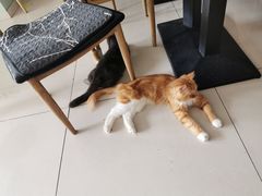 -平行世界·猫咖(首经贸店)