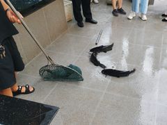 -江龙饭店·乌江豆腐鱼(乌江老桥头店)