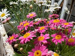 -花鸟鱼虫鲜花绿植市场(玉泉路店)
