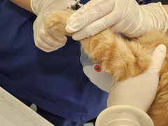 -萌兽医馆·犬猫专科·眼科中心·宠物医院(朝阳门分院)
