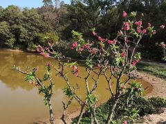 -南国桃园旅游度假区