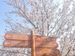 -顾村公园