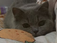 -宠福鑫康馨动物医院·骨科·眼科