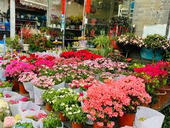 -平吉花卉市场