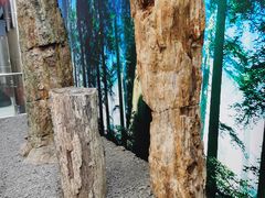 -延庆地质公园博物馆