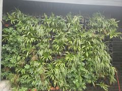 -桉树林A coffee 森林餐厅(三圣乡店)