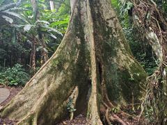 -中国科学院西双版纳热带植物园