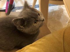 -Bastet sally猫舍购宠(静安店)