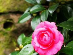 -龙井壹号·茶缘山景宴(龙井村店)