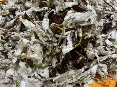 炸花椒叶-味纯私房菜江湖菜·烧烤.羊蝎子(卡尔店)
