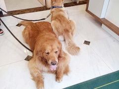 -艾吉宠物医院·疑难杂症转诊中心·猫友好(碧江路院)