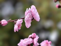 -郑州植物园