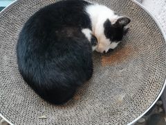 -喵屿·大理花园猫咖