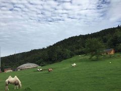 -武陵山森林公园