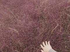 -西京湾花海