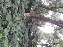 -重庆市江北嘴中央商务区中央公园