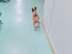 -北京观赏动物医院·24小时大型综合·猫专科·异宠专科