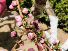 -海棠花溪(元大都城垣遗址公园)