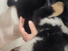 -柴犬小屋·柴餐厅·狗咖食堂(金鼎广场店)