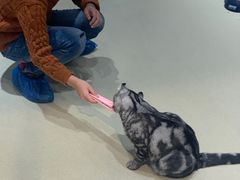 -藏猫猫咖啡主题馆(中央大道店)