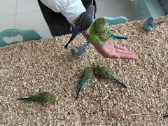 -怪兽屋·羊驼·猫咖·狗咖(俊华广场店)