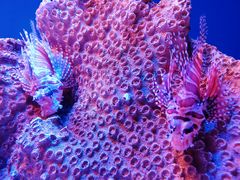 -上海海洋水族馆