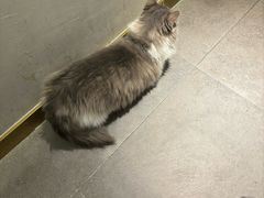 -飞行喵MR PILOT|猫舍·猫咖(静安大融城店)