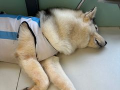 -怪兽屋·羊驼·猫咖·狗咖(俊华广场店)