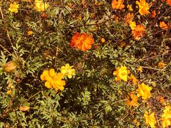 -北京东方普罗旺斯薰衣草庄园