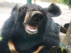 -栾川竹海野生动物园