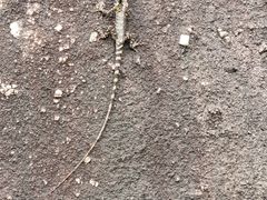 -火炉山森林公园