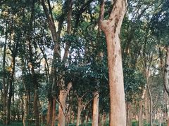 -杭州植物园