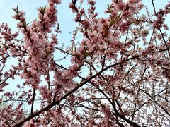 -桃花堤公园