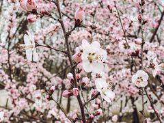 -桃花堤公园