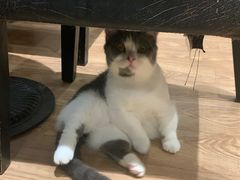-猫色咖啡·猫咖
