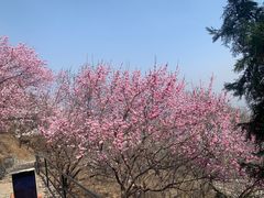 -香山公园