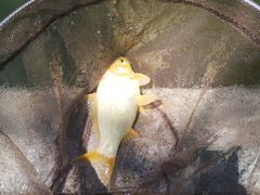 -酷鱼垂钓CLUB(朝阳区博大路店 )