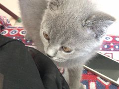 -宠爱国际动物医院·消化内科·心肾内科·ISFM猫友好(望京店)