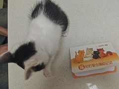 -瑞派康怡24h宠物医院·犬猫医疗中心·微创绝育(瑞景分院)