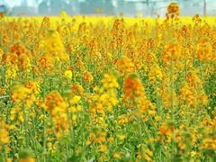 -中国天府农业博览园