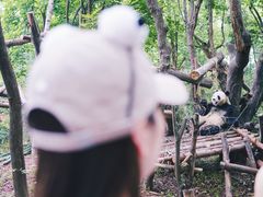 -成都大熊猫繁育研究基地